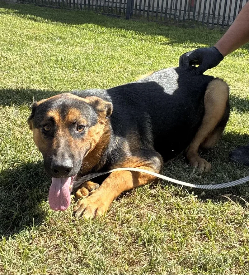 An adult medium-sized male German Shepherd Dog dog named Sabretooth for adoption in Delano, CA