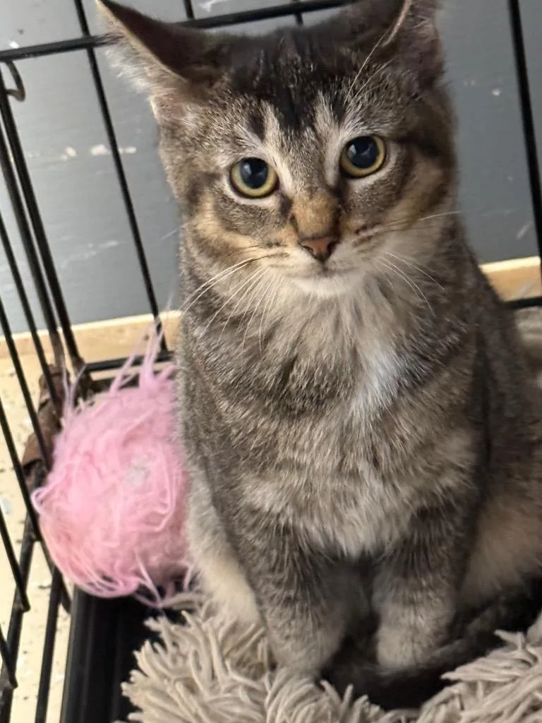 A baby small-sized female Domestic Short Hair cat named Jessica for adoption in Saint Francisville, LA