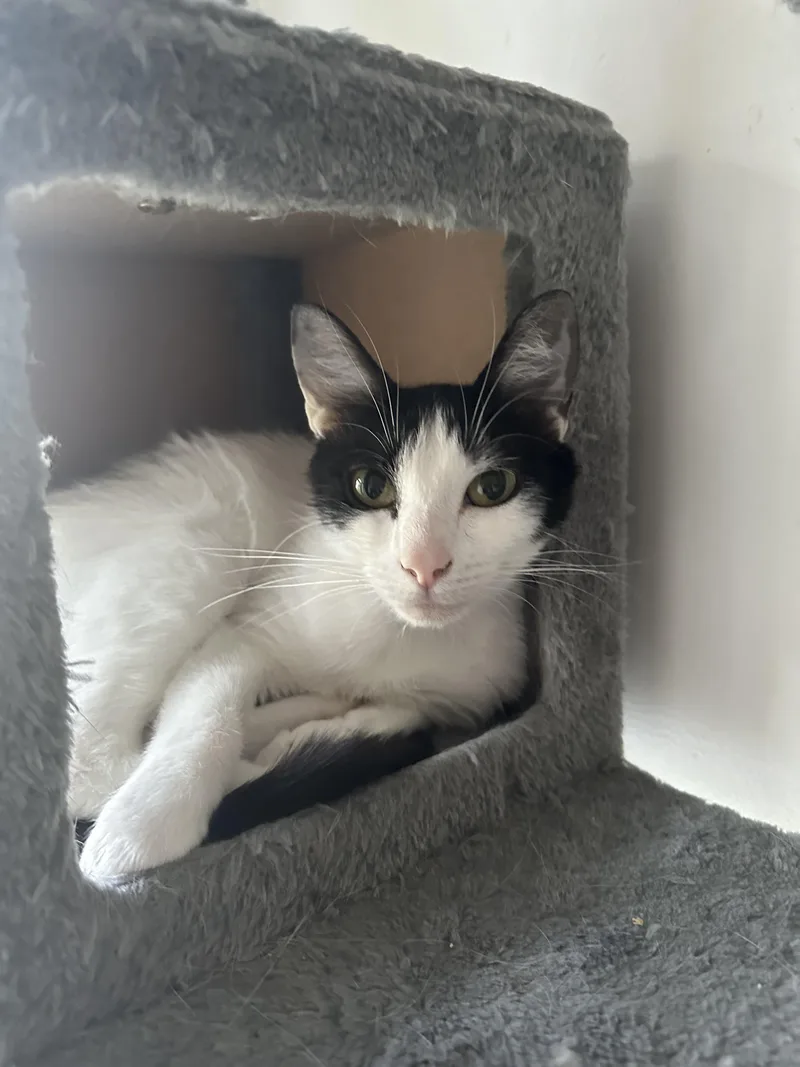 A young medium-sized female Black Domestic Short Hair cat named Cotton Candy for adoption in Richmond, VA