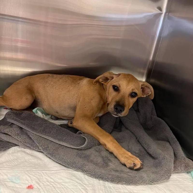 A young small-sized female Yellow / Tan / Blond / Fawn Black Mouth Cur dog named Sallie for adoption in Bastrop, TX