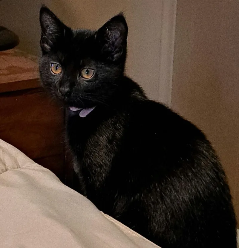 A baby small-sized female Black Domestic Short Hair cat named Freya for adoption in West Mifflin, PA