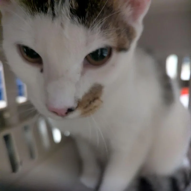 A young medium-sized male White Domestic Short Hair cat named Nibbler for adoption in Lynchburg, VA