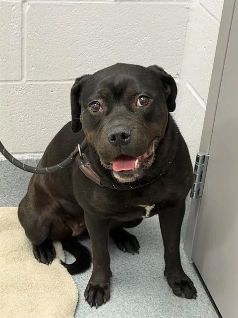 A young medium-sized female Boxer dog named Stassie for adoption in Indianapolis, IN