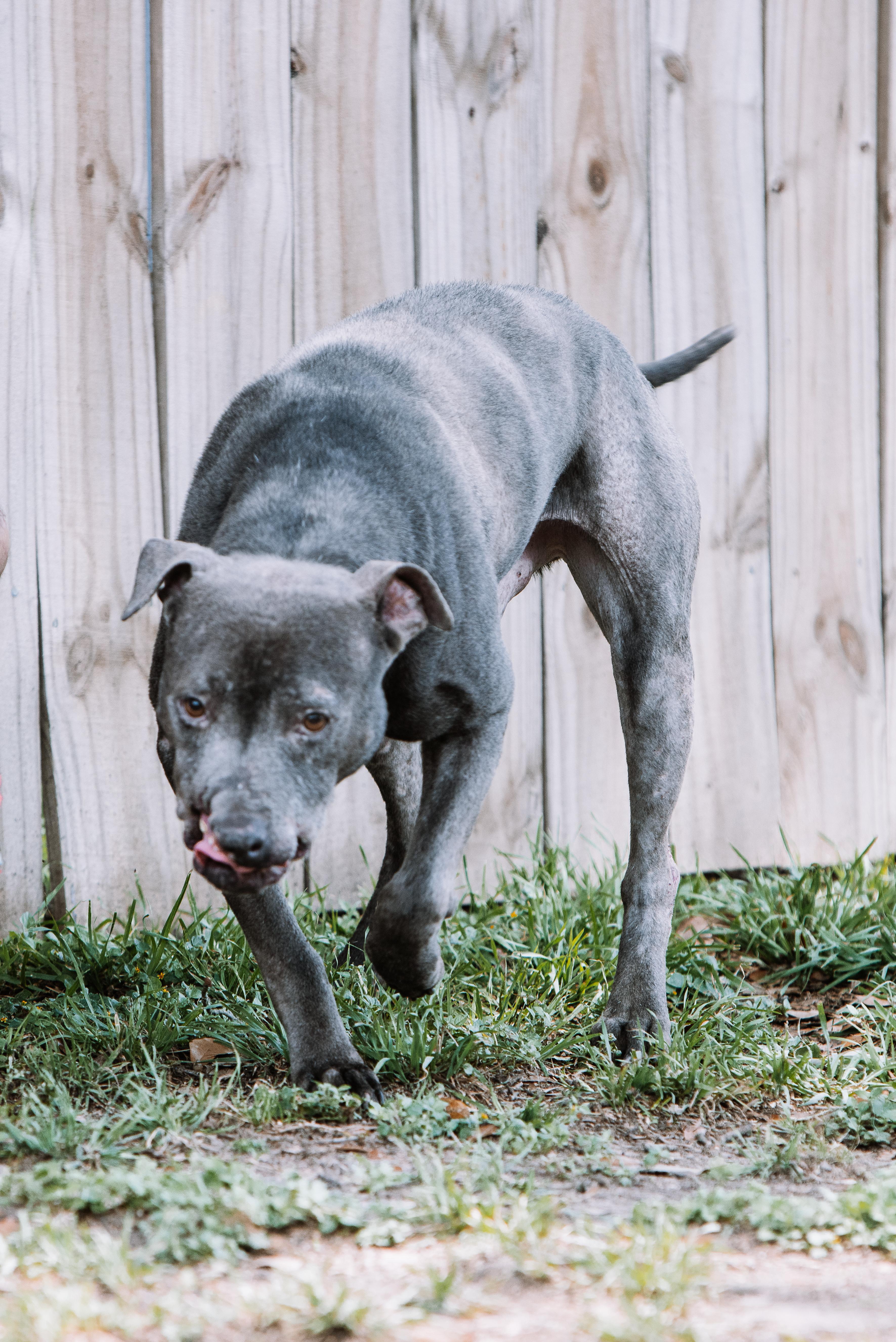 An adult large-sized male Gray / Blue / Silver American Staffordshire Terrier dog named Nash for adoption in Tomball, TX