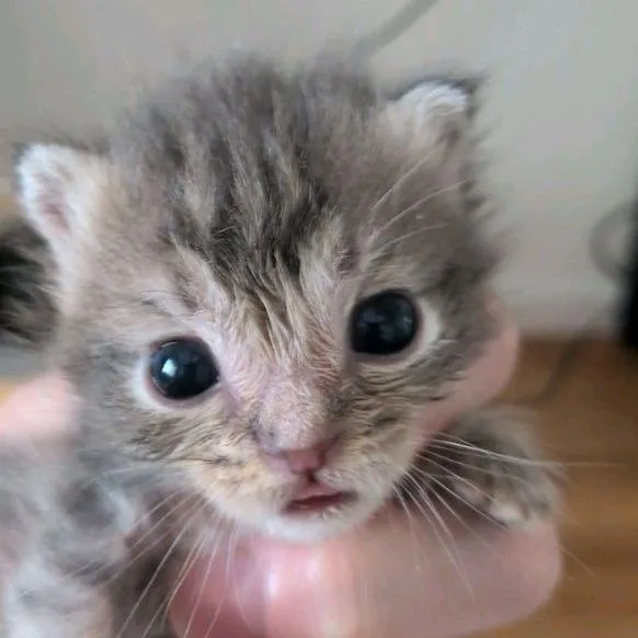 A baby small-sized male Domestic Short Hair cat named Prince Buttercup for adoption in Norman, OK