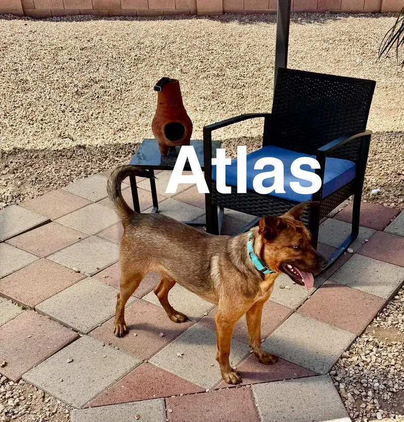 Atlas thumbnail 2