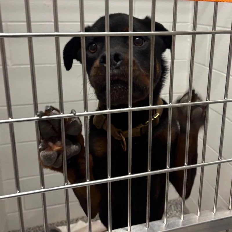 An adult large-sized male Black Rottweiler dog named Mickey for adoption in Morganton, NC