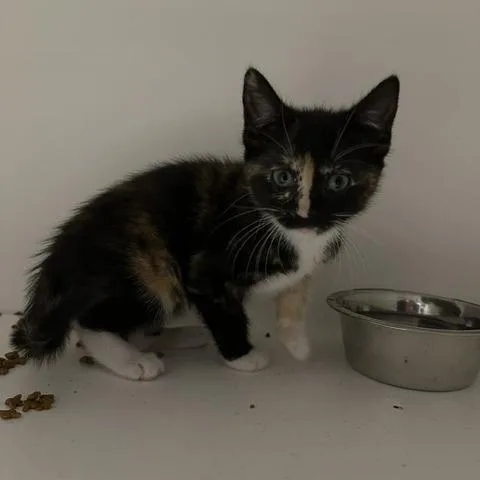A baby small-sized female Black Domestic Short Hair cat named Margot for adoption in Stillwater, OK