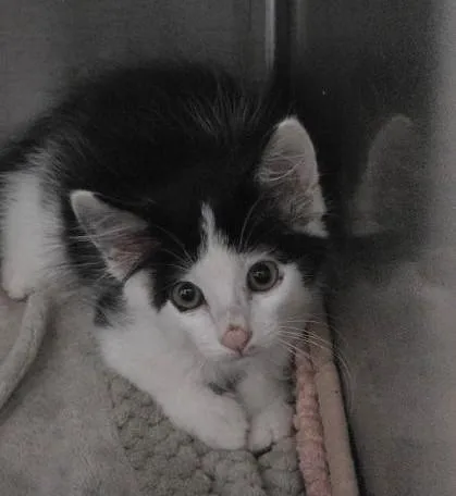 A baby small-sized male Domestic Short Hair cat named Mission for adoption in Clinton, MO