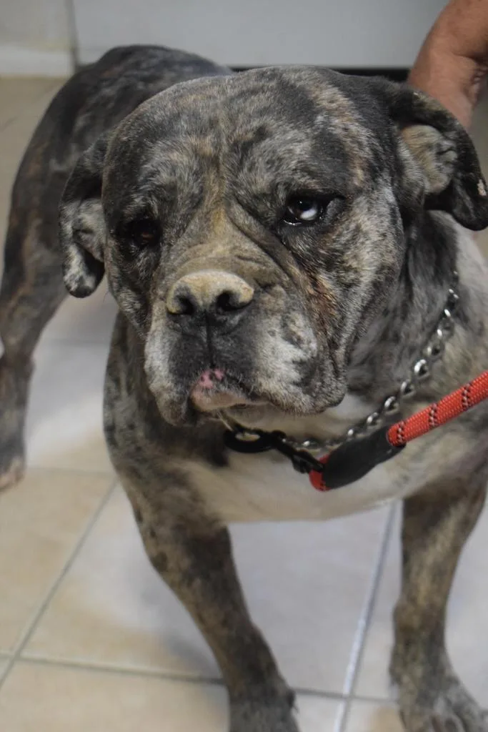 An adult medium-sized female American Bulldog dog named Rainey for adoption in Pahrump, NV