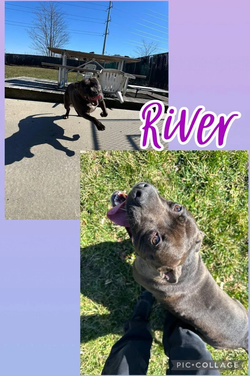 An adult large-sized female American Staffordshire Terrier dog named River for adoption in West Haven, CT