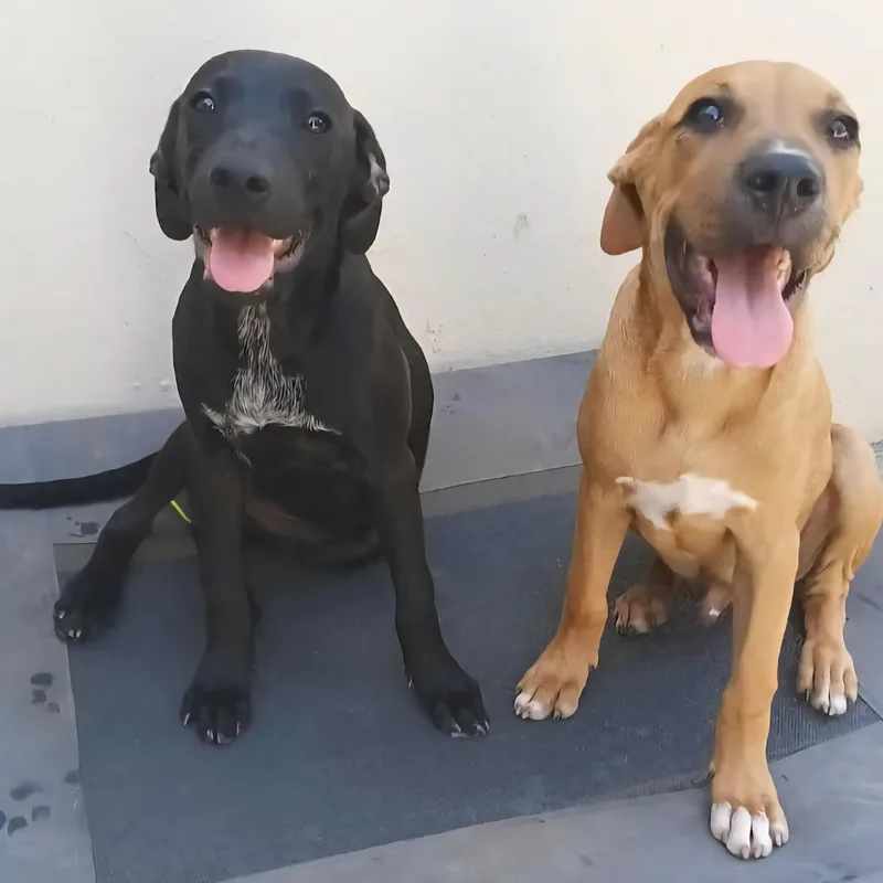 Macu "my Forever Home thumbnail 2