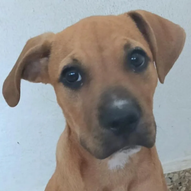 Macu "my Forever Home thumbnail 3