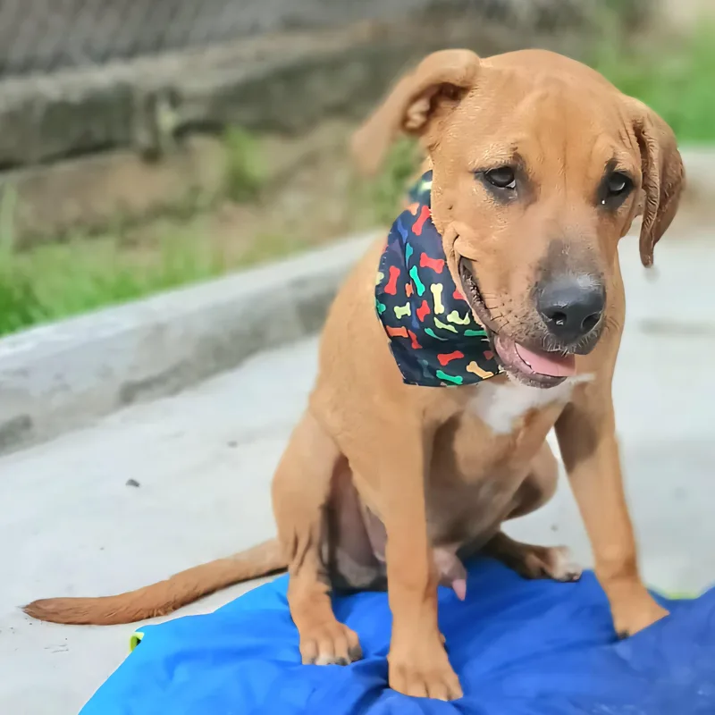 Macu "my Forever Home thumbnail 4