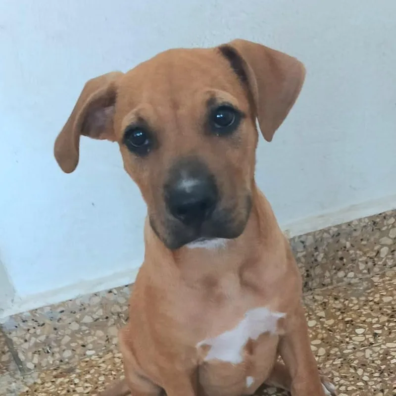 Macu "my Forever Home thumbnail 6