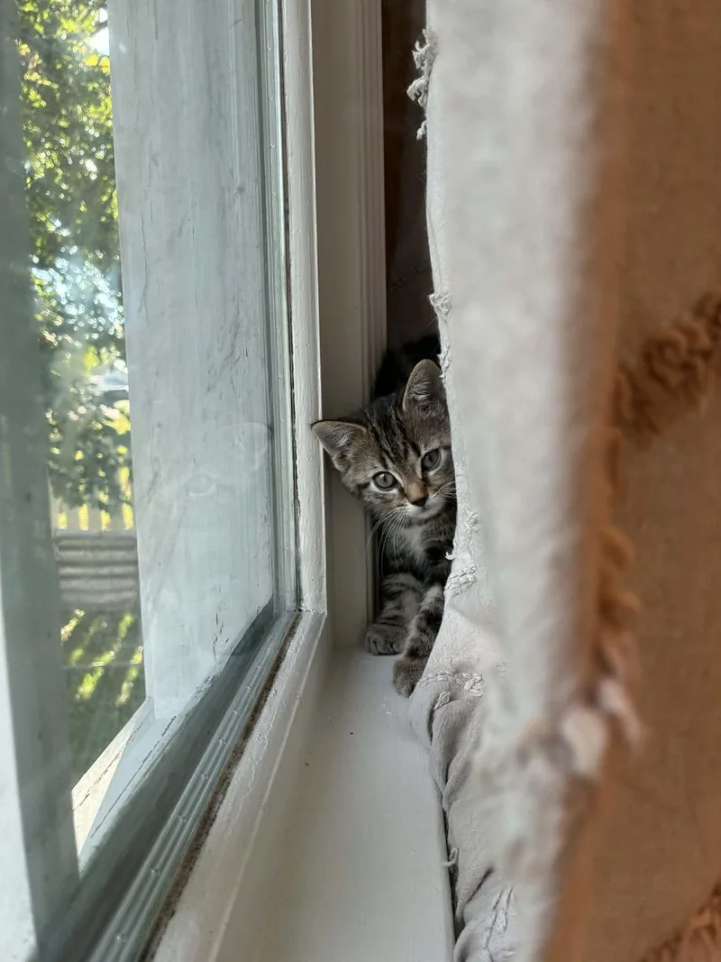 Palmer