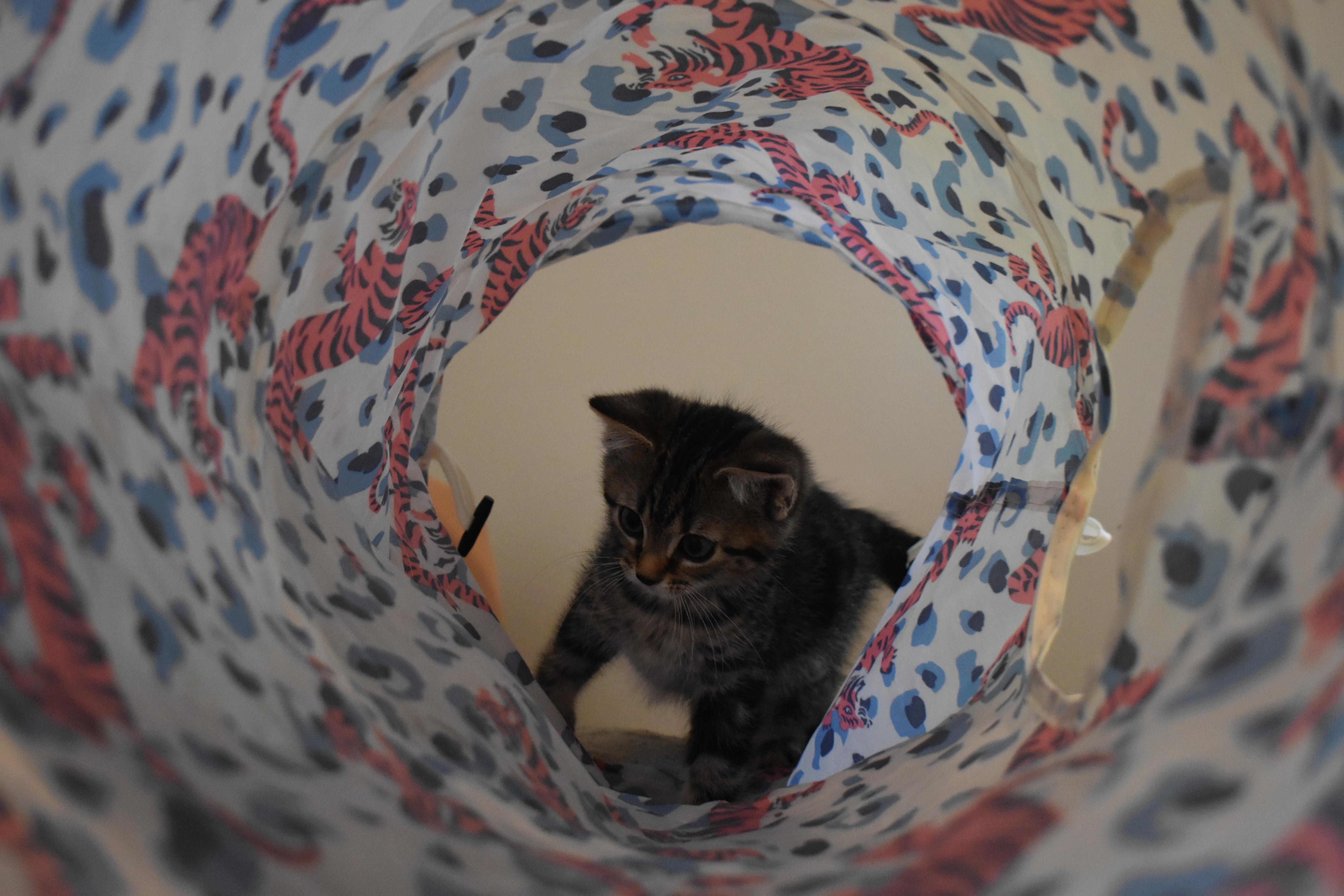 Palmer thumbnail 2
