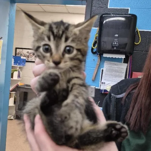 A baby small-sized male Black Domestic Short Hair cat named Peanut for adoption in Ardmore, OK
