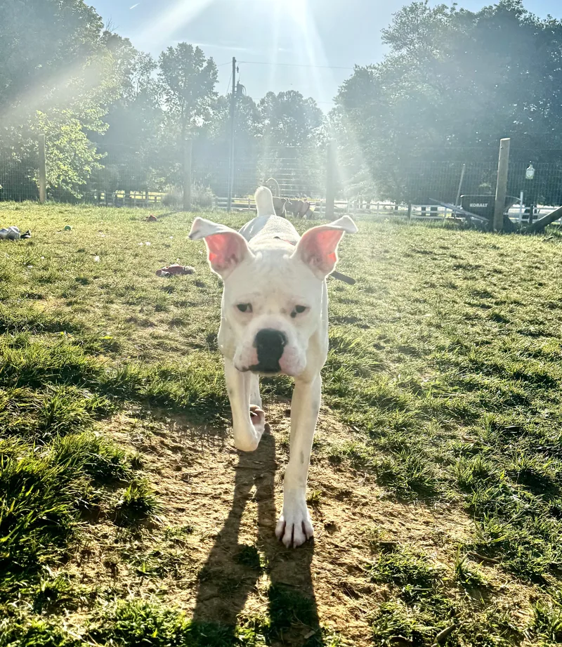 A young medium-sized male White / Cream Boxer dog named Buxton for adoption in Winston Salem , NC