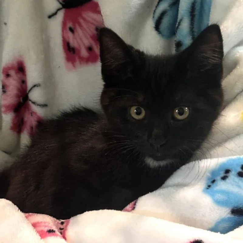 A baby small-sized male Black Domestic Short Hair cat named Scrambler for adoption in Muncie, IN