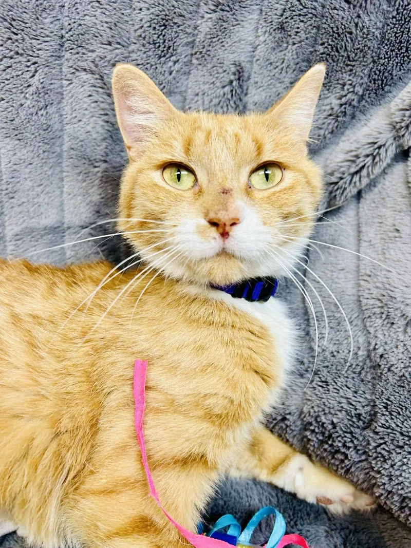 A young medium-sized female Orange / Red Domestic Short Hair cat named Maren for adoption in Alexandria, MN