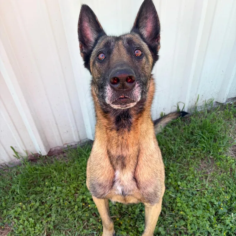 An adult large-sized female Brown / Chocolate Belgian Shepherd / Malinois dog named Heidi for adoption in Fredericksburg, TX