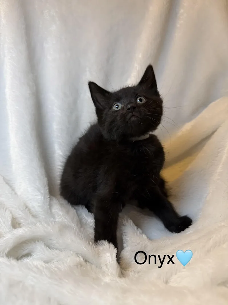 A baby medium-sized male Black Domestic Short Hair cat named Onyx for adoption in Copley, OH