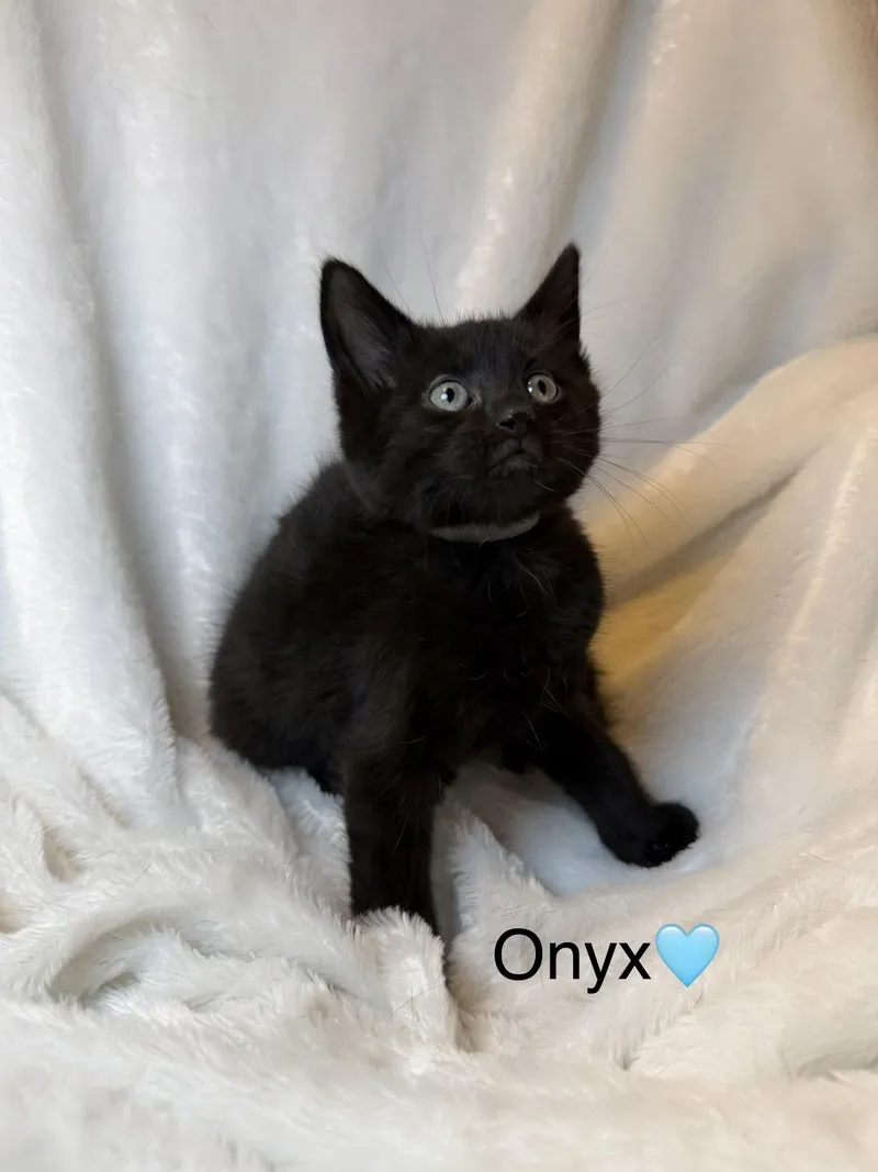 Onyx thumbnail 2