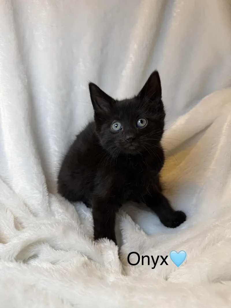 Onyx thumbnail 3