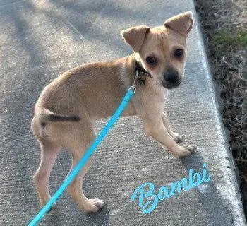 A baby small-sized male Chihuahua dog named Bambi Brotheroflucita for adoption in Houston, TX