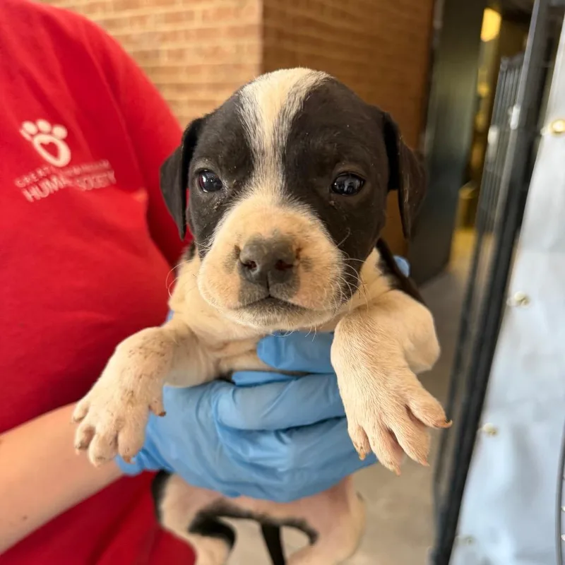 A baby small-sized male Black Pit Bull Terrier dog named Teddy for adoption in Birmingham, AL