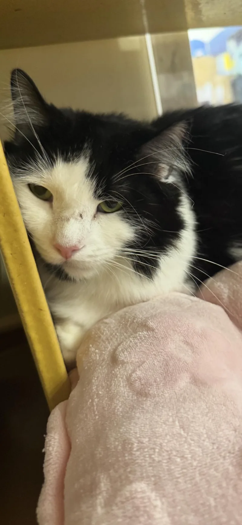 A young medium-sized male Black & White / Tuxedo Domestic Long Hair cat named Nipsy Jr for adoption in Scottsdale, AZ