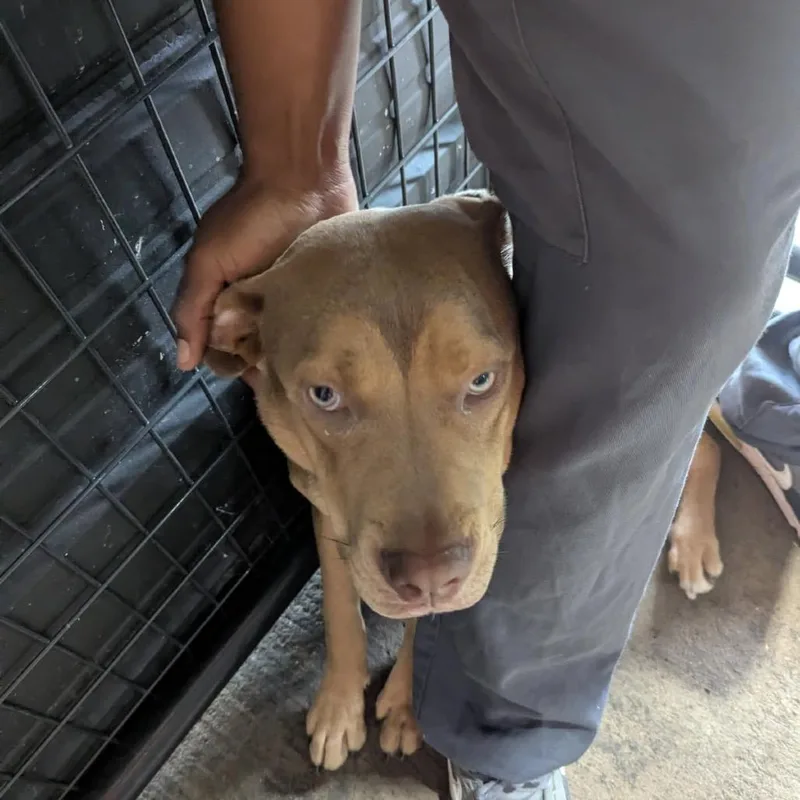 A young medium-sized female Red / Chestnut / Orange Pit Bull Terrier dog named Brair for adoption in East Saint Louis, IL