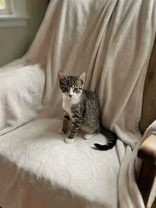 A young medium-sized male Tabby (Brown / Chocolate) Domestic Short Hair cat named Cavatappi for adoption in Reading, PA