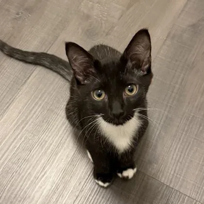 A baby small-sized male Black Domestic Short Hair cat named Socks for adoption in Atlanta, GA