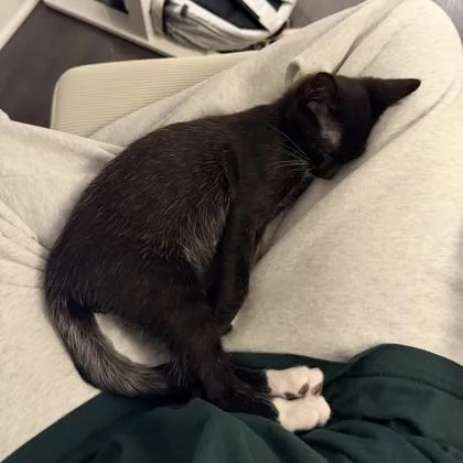 Socks thumbnail 3