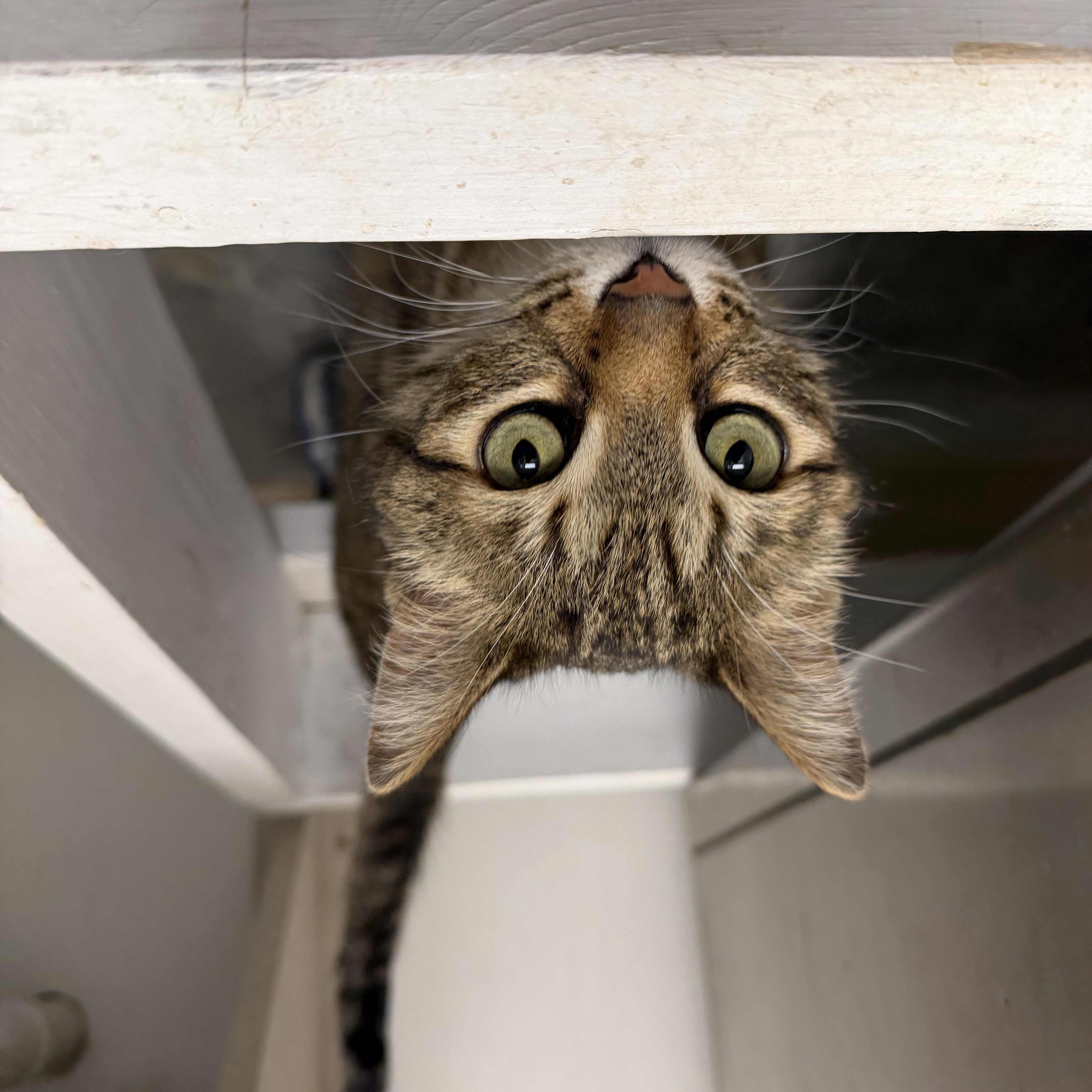 An adult medium-sized female Tabby (Brown / Chocolate) Domestic Short Hair cat named Andi for adoption in Geneseo, IL