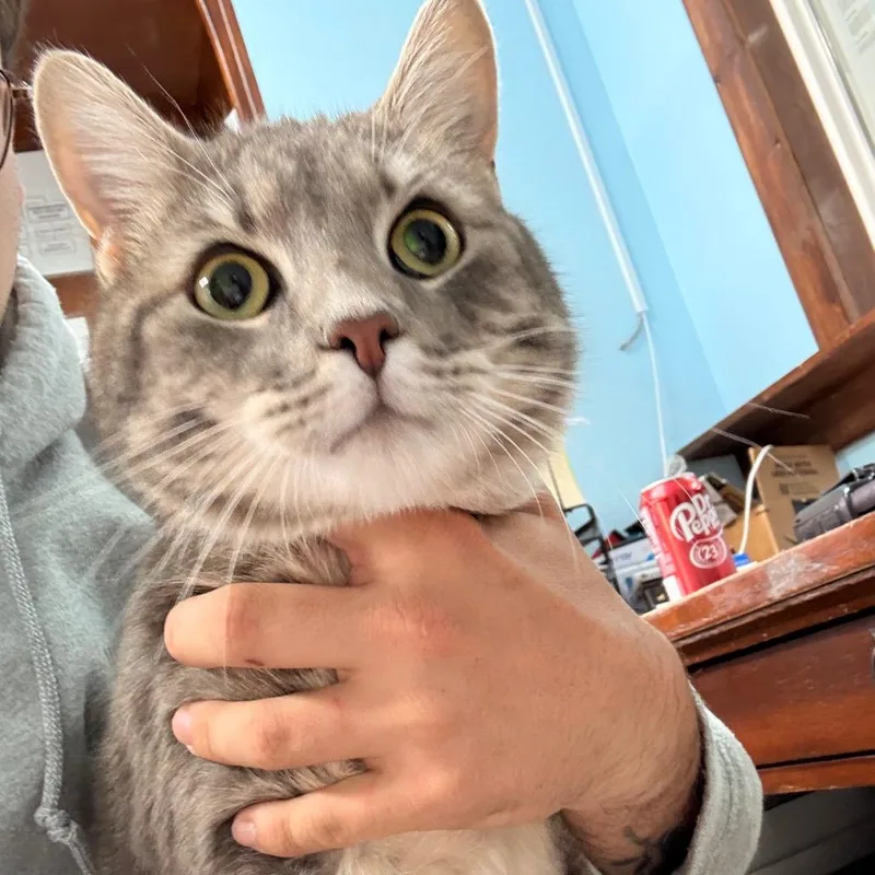 An adult large-sized male Gray / Blue / Silver Domestic Short Hair cat named Aiden for adoption in Franklin, NC