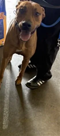 A young large-sized male Mixed Breed dog named Canelo for adoption in Los Angeles, CA