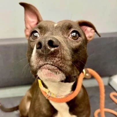 An adult medium-sized female Brown / Chocolate Pit Bull Terrier dog named Kim Possible for adoption in Buffalo, NY