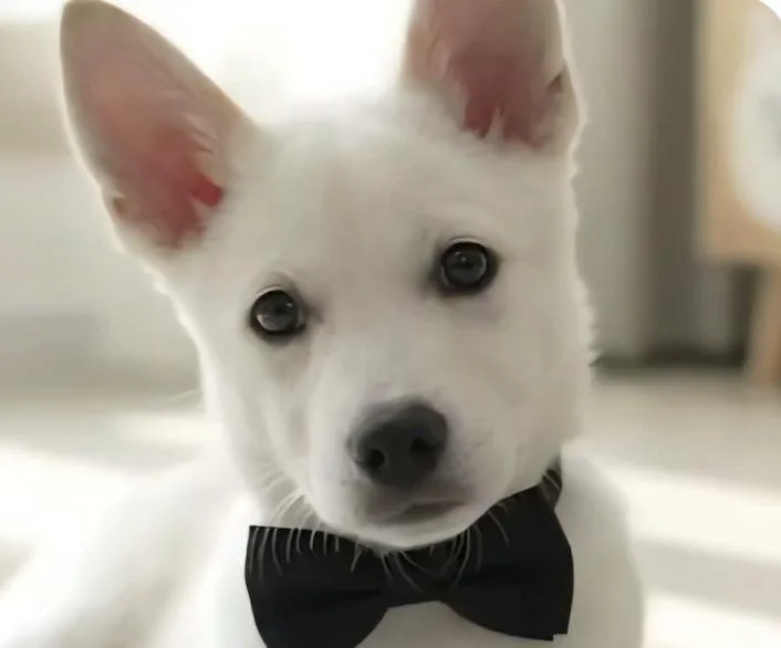 A baby medium-sized male Jindo dog named Toby for adoption in San Ramon, CA