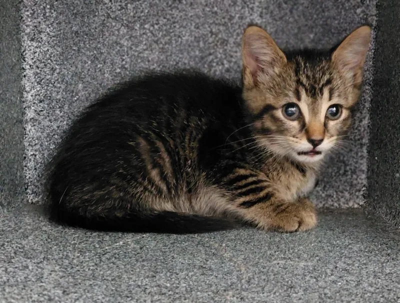A baby small-sized female Domestic Short Hair cat named Marnie for adoption in Henderson, NC