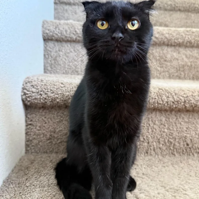 An adult medium-sized female Black Scottish Fold cat named Olive for adoption in Hillsboro, OR