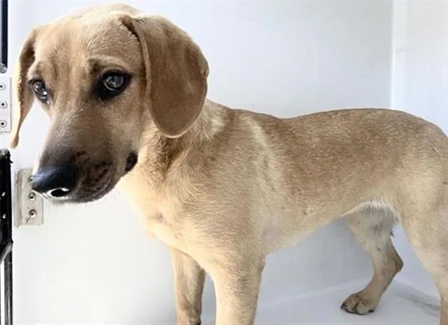 A young medium-sized female Redbone Coonhound dog named A for adoption in Houston, TX