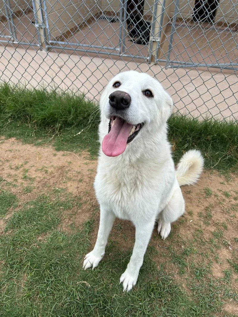 A young large-sized female Great Pyrenees dog named Bell for adoption in Croydon, NH