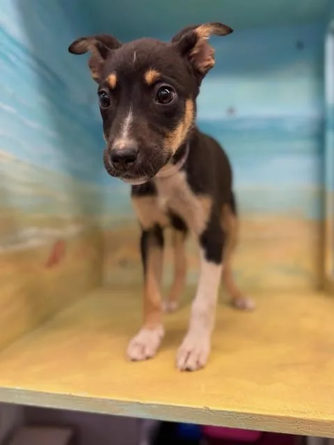 A baby medium-sized female Parson Russell Terrier dog named Riley for adoption in Agoura, CA
