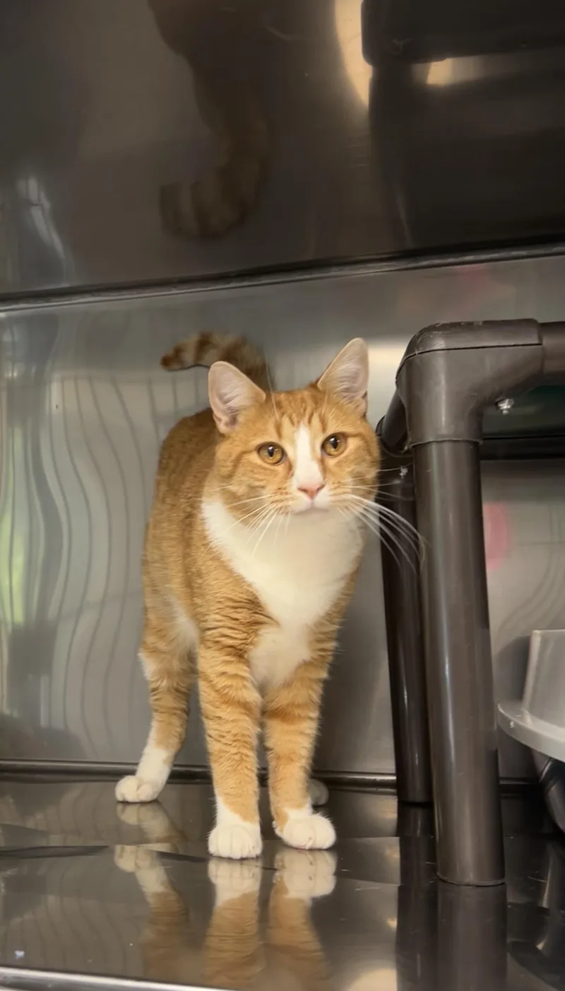 A young medium-sized male Orange & White Domestic Short Hair cat named Spruce for adoption in Montville, NJ