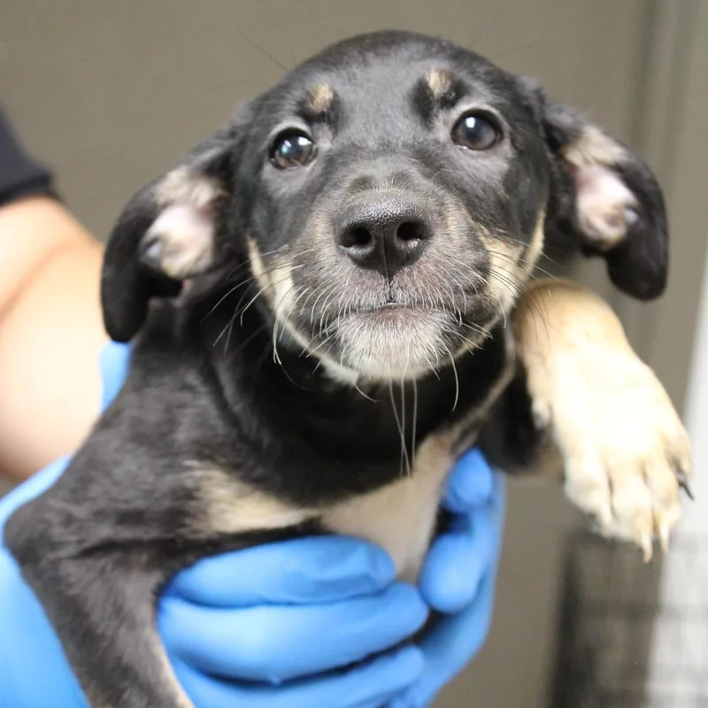A baby small-sized female Black Mouth Cur dog named Polka Dot for adoption in Cleveland, MS