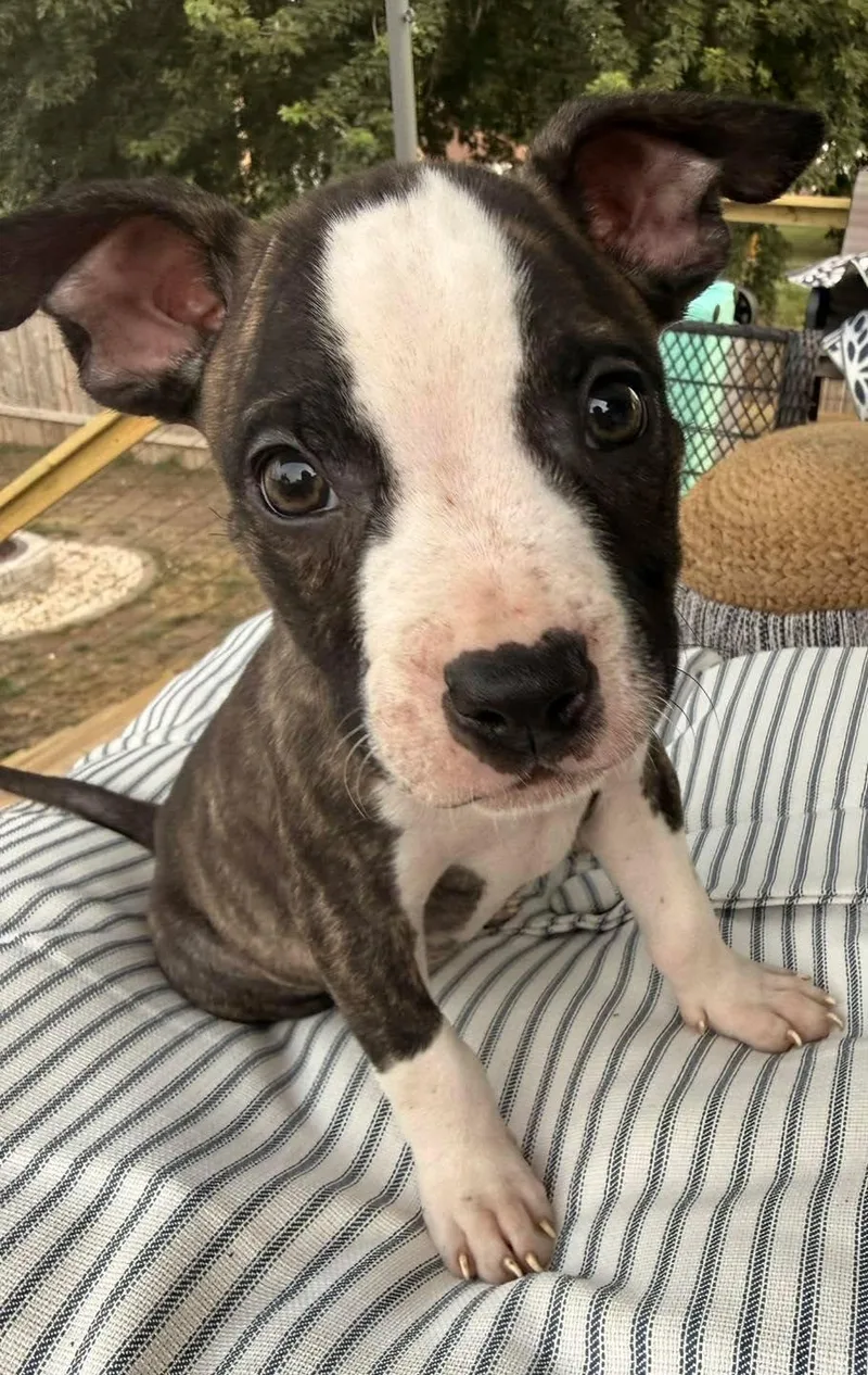 A baby medium-sized male Black American Staffordshire Terrier dog named Buzz for adoption in Grand Island, NE