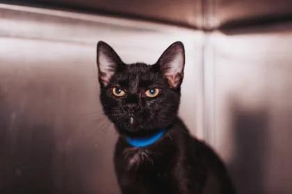 An adult small-sized male Domestic Short Hair cat named A Spaghetti Petsmart West for adoption in North Charleston, SC